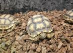 Tortue sulcata juvénile de 2025, Animaux & Accessoires, Tortue