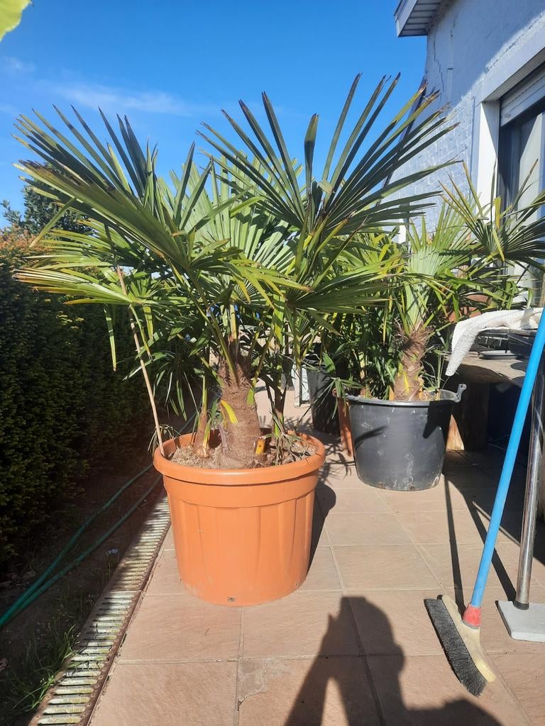 Palmboom winterhard, Ophalen, Palmboom