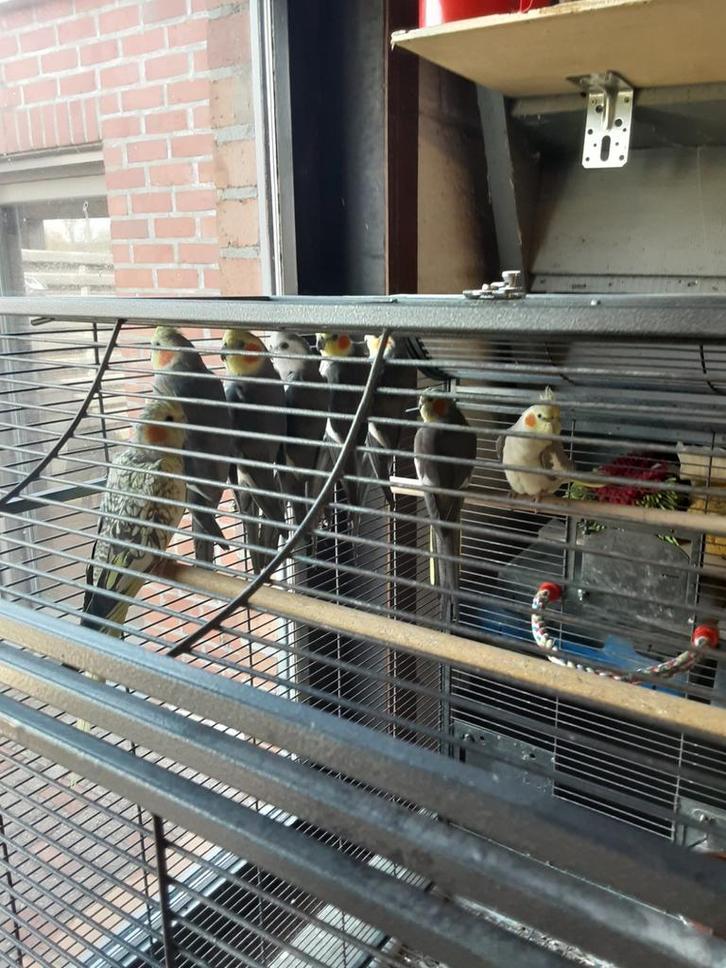 Valkparkieten te koop, Dieren en Toebehoren, Vogels | Hokken en Kooien, Ophalen