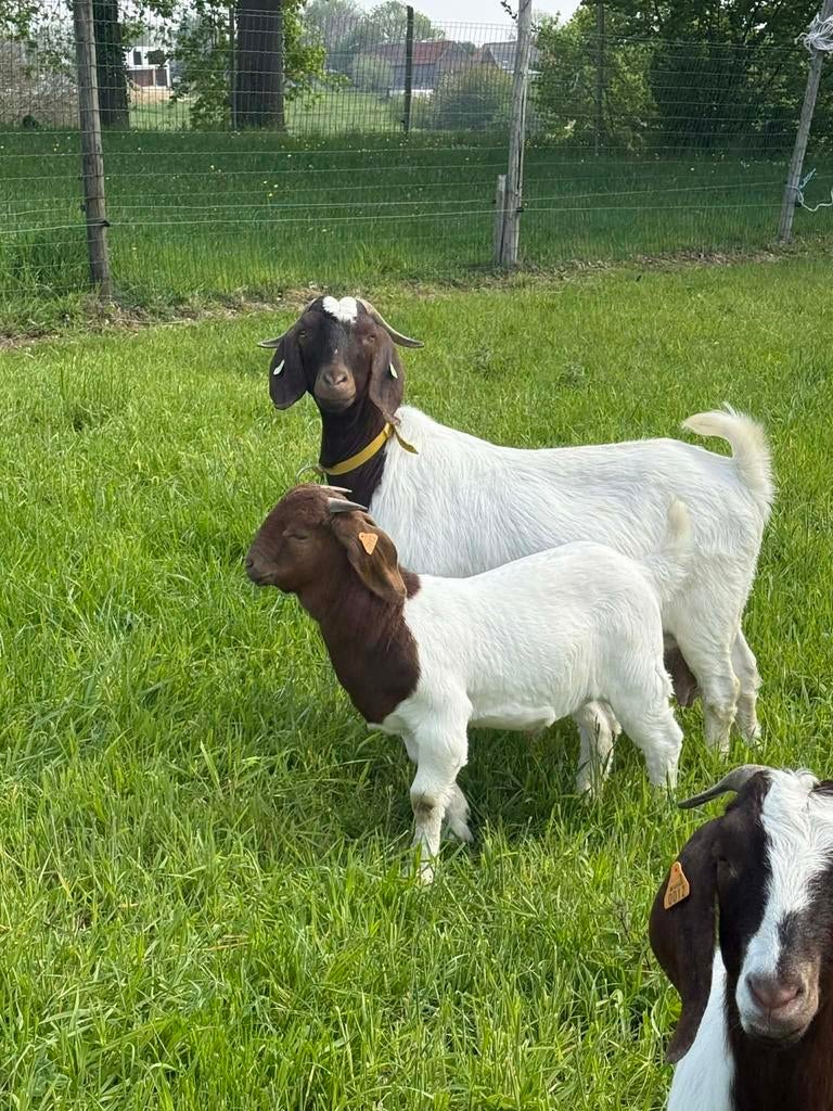 Boergeit bok, Dieren en Toebehoren, Schapen, Geiten en Varkens, Mannelijk, Geit, 0 tot 2 jaar
