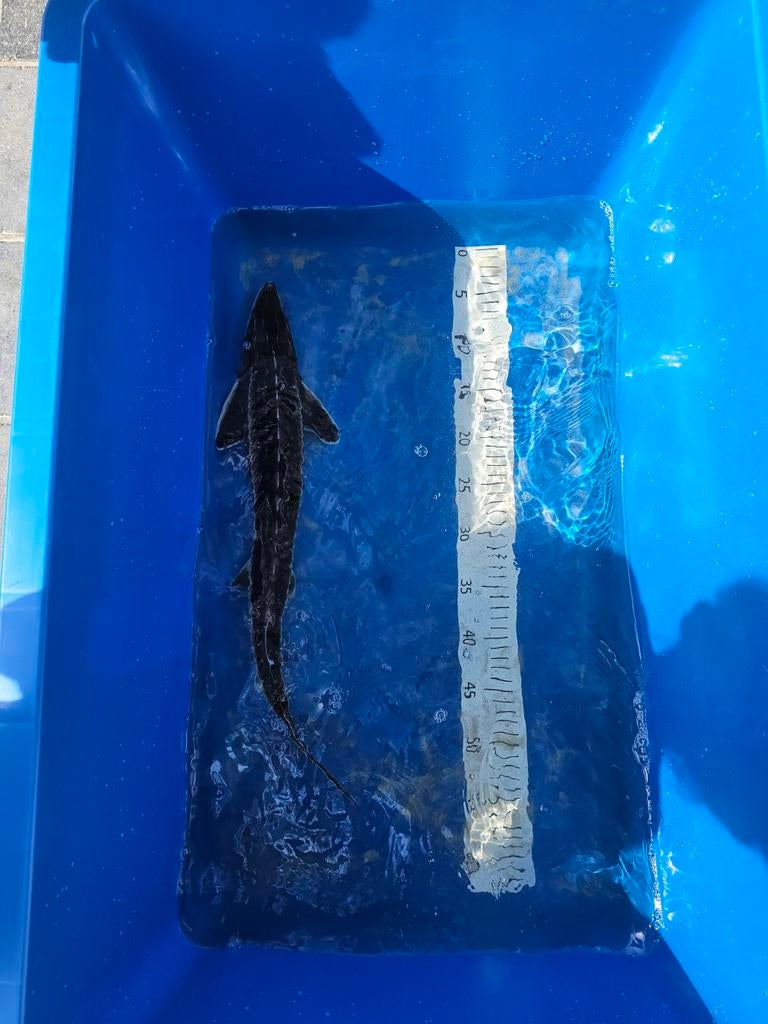 Diamantsteur 50-55cm, Dieren en Toebehoren, Vissen | Vijvervissen