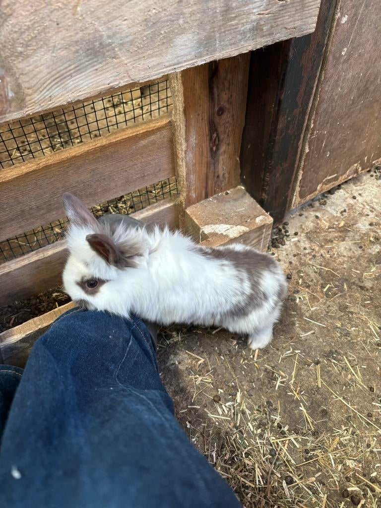 Baby konijntjes( leeuwenkopjes), Plusieurs animaux, Petit, 0 à 2 ans