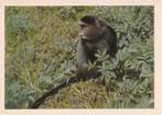 CHROMO  ZILVERAAP, Collections, Photos & Gravures, Envoi, Comme neuf, Animal, Gravure
