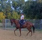 Allround recreatie paardje, Dieren en Toebehoren, Ruin