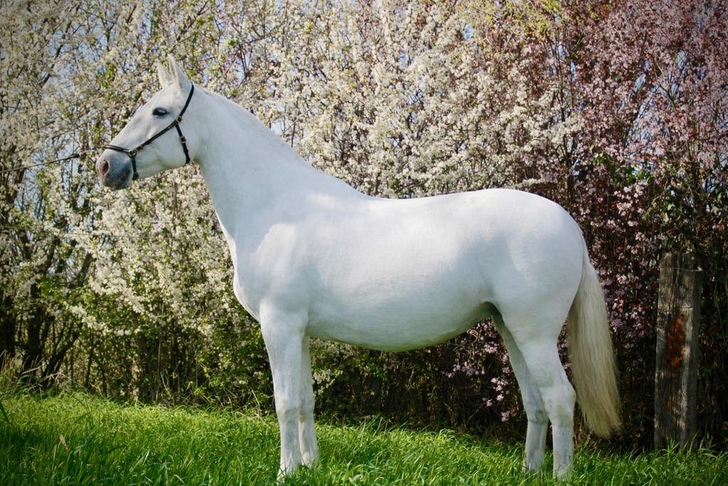 Drachtige lusitano fokmerrie, Jument, Non dressé