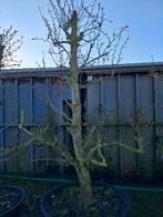 Perenboom, Ophalen, Perenboom