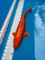 40 cm koi, Dieren en Toebehoren, Karper of Koi