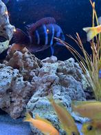 Frontosa, Dieren en Toebehoren, Vissen | Aquariumvissen, Zoetwatervis