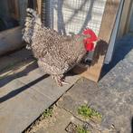 Foktoom  Mechelse koekoek 2hennen en haan