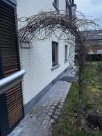 Boog prieel klimplant, Enlèvement, Utilisé