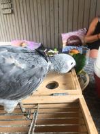 Gezocht, Dieren en Toebehoren