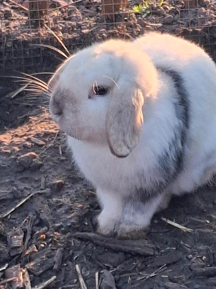 Hangoorkonijntjes, Dieren en Toebehoren, Konijnen, Dwerg, Mannelijk, 0 tot 2 jaar, Hangoor