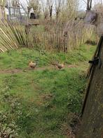 2 trio's Belgische krielen blauwpatrijs van 2025, Dieren en Toebehoren