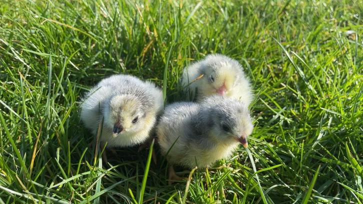 Paaskuikens, Animaux & Accessoires, Volatiles