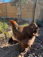 Brahma hen, Dieren en Toebehoren, Pluimvee, Vrouwelijk, Kip