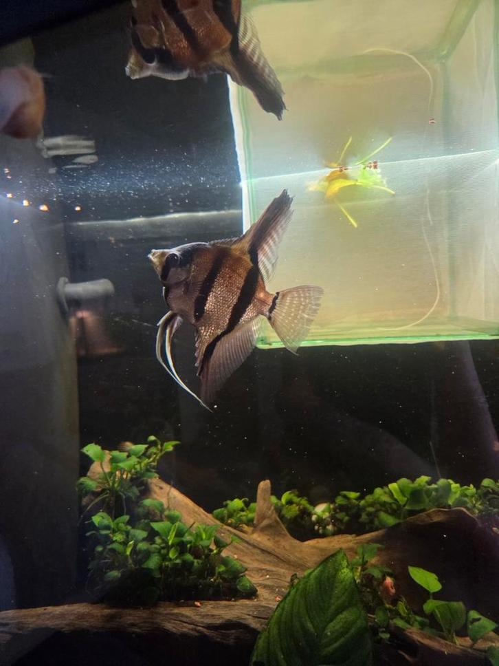 Mooi koppel maanvissen, Animaux & Accessoires, Poissons | Poissons d'aquarium