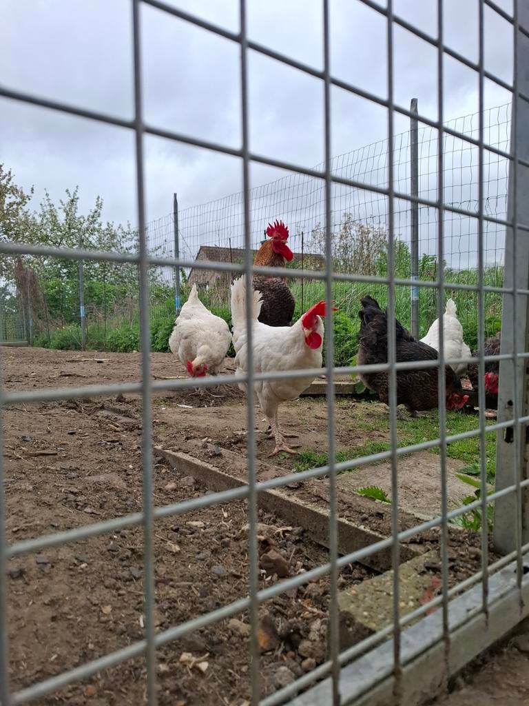 Kippen en kuikens, Meerdere dieren, Kip