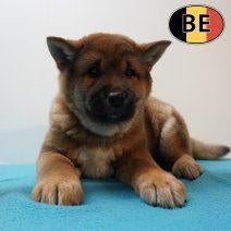 Shiba Inu - Belgische pups te koop, Dieren en Toebehoren, Honden | Poolhonden, Keeshonden en Oertypen, Meerdere dieren, Overige rassen