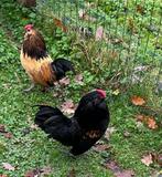 Antwerpse Baardkrielen haantjes te krijg, Mâle, Poule ou poulet