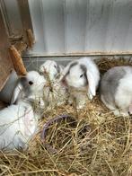 Prachtige jonge hangoortjes, Dieren en Toebehoren, Konijnen, Meerdere dieren, Klein, Hangoor