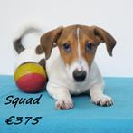 "Squad" Jack Russell Terriër - chiot Belge à vendre, Commerçant, Chien (mâle), Belgique, 8 à 15 semaines