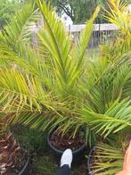 canarische dadelpalm, Ophalen of Verzenden, In pot