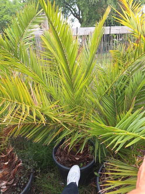 canarische dadelpalm, Tuin en Terras, Planten | Bomen, In pot, Ophalen of Verzenden