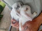 Minilop mannetjes, Dieren en Toebehoren