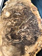 Fossiel hout Madagaskar 9,5 kilo aurocaria 200 mln jaar oud, Verzamelen, Ophalen of Verzenden, Fossiel