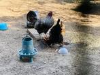 Nieuw thuis voor mooie haan, Dieren en Toebehoren, Pluimvee, Mannelijk, Kip