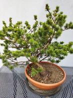 Pinus - Den Bonsai, Halfschaduw, Overige soorten, Minder dan 100 cm, Ophalen