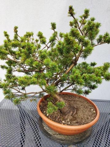 Pinus - Den Bonsai beschikbaar voor biedingen