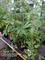 Plantes de tomates cerises, Tuin en Terras, Planten | Fruitbomen, Ophalen of Verzenden