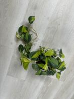 Philondendron brasil, Groene kamerplant, Ophalen, Minder dan 100 cm