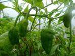 Pepers Padron, Tuin en Terras, Ophalen, Halfschaduw, Zomer, Groenteplanten