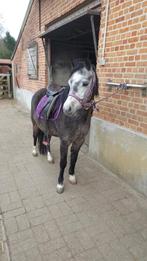 Pony te koop! Welsh a merrie, Dieren en Toebehoren, Merrie