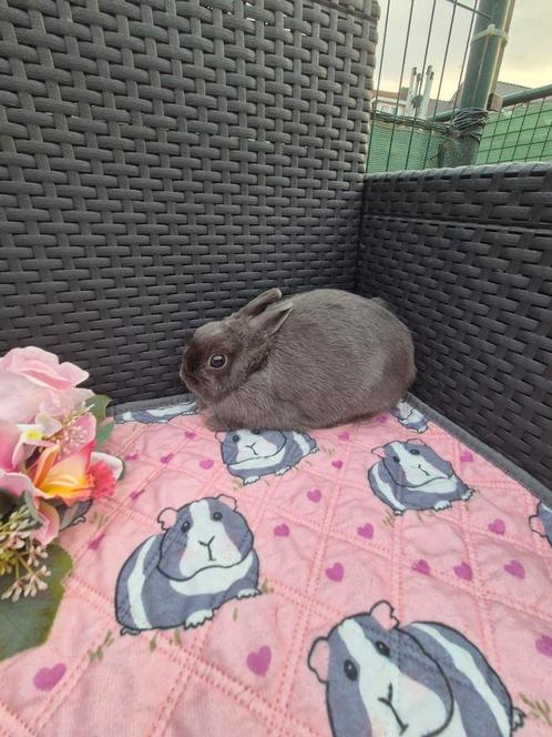 Zeer lief Mini blauw kleurdwerg voedstertje, Dieren en Toebehoren, Konijnen, Dwerg, Vrouwelijk, 0 tot 2 jaar
