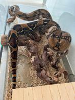 Boa Imperator 5 ans, Dieren en Toebehoren