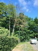Gratis brandhout (bij zelf vellen boom), Tuin en Terras, Brandhout, Ophalen, Stammen