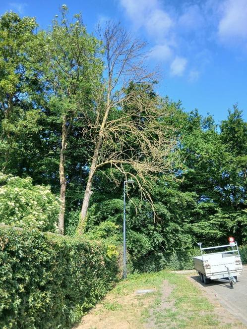 Gratis brandhout (bij zelf vellen boom), Tuin en Terras, Brandhout, Stammen, Ophalen