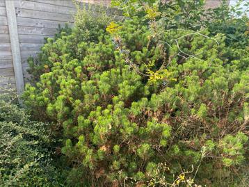 Gratis Struik beschikbaar voor biedingen