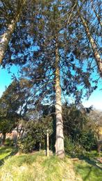 Gratis sparrenhout Wijnegem, Tuin en Terras, Brandhout, Ophalen of Verzenden, Blokken