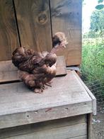 Usa zijdehoen choco motteld hen., Dieren en Toebehoren, Pluimvee, Vrouwelijk, Kip