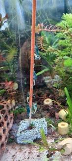 Crevette aquarium blue Bolt cardina, Tickets en Kaartjes