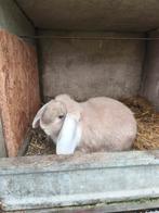 Franse Hagoors, Dieren en Toebehoren