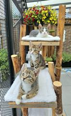 SHOWROOM OPENING 27 EN 28 DECEMBER, Dieren en Toebehoren, Ophalen