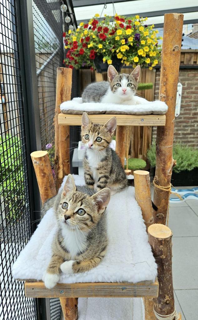 SHOWROOM OPENING 27 EN 28 DECEMBER, Dieren en Toebehoren, Katten-accessoires, Ophalen