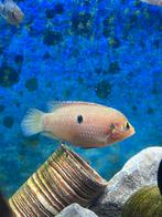 Hemichromis Bimaculatus (juweelcichlide), Vis, Zoetwatervis