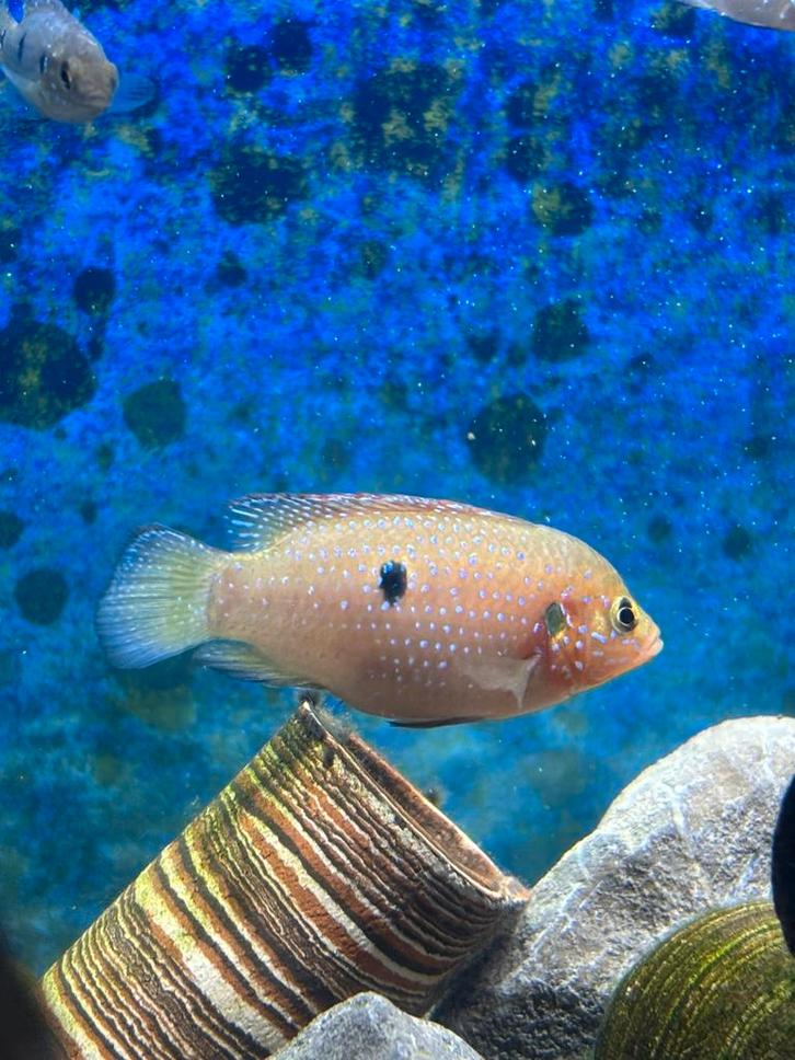 Hemichromis Bimaculatus (juweelcichlide), Animaux & Accessoires, Poissons | Poissons d'aquarium, Poisson d'eau douce, Poisson