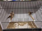 Noordse barmsijs wildkleur, Dieren en Toebehoren